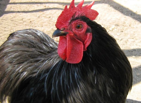 Потеря оперения у кур и цыплят должна насторожить птицевода