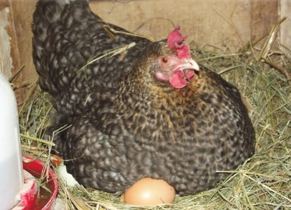 Средняя яйценоскость орпингтонов - 180 яиц в год