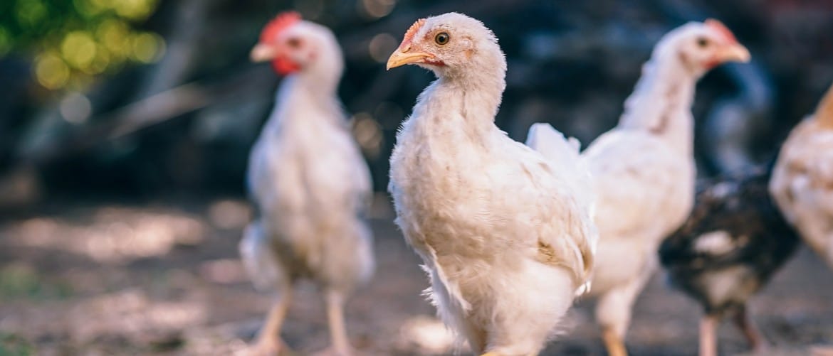 Кокцидиоз у цыплят кур бройлеров симптомы лечение