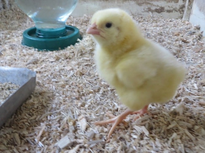 Лечение поноса у цыплят, несушек и бройлеров в домашних условиях