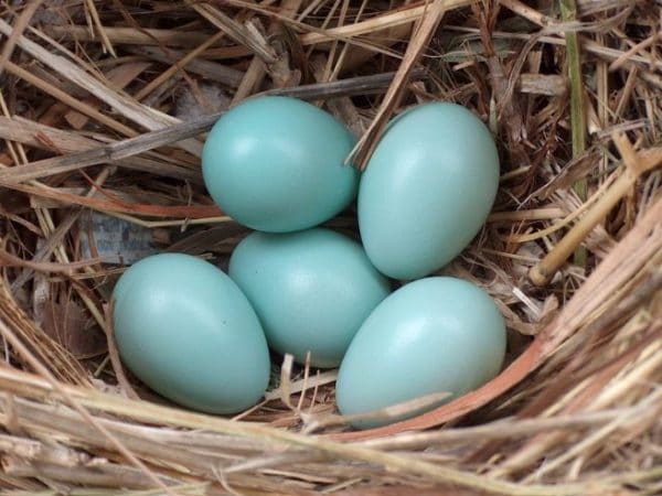Легбар – необычный кросс с оригинальными по окраске яйцами