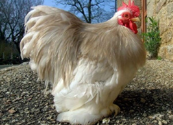 Яйценоскость одной курицы составляет 100-120 яиц в год