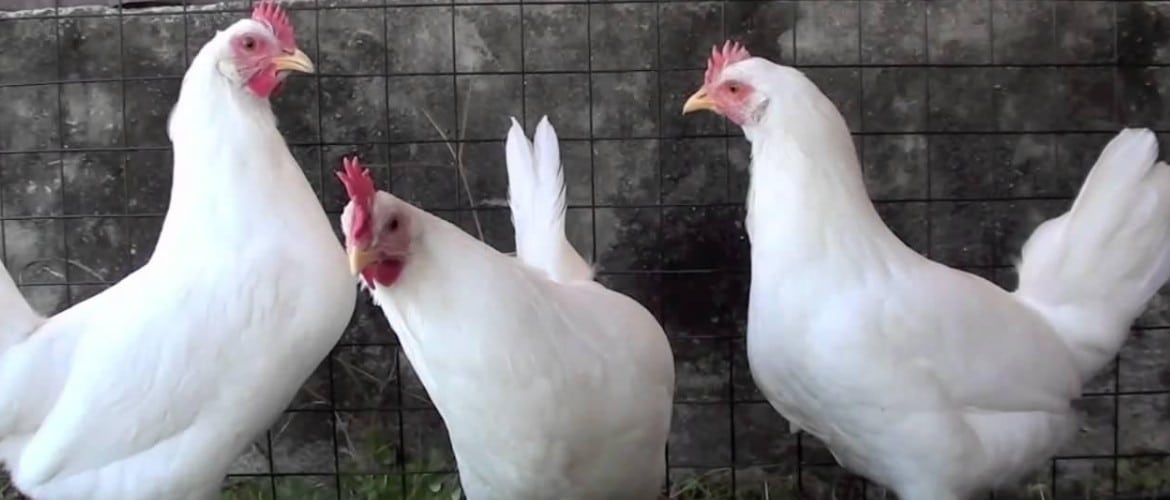 Цыплята клюют друг друга до крови что делать лечение