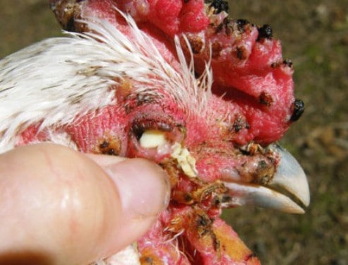 На фоне инфицирования гельминтами у птиц могут развиться амидостомоз, аскаридоз, дрепанидотениоз