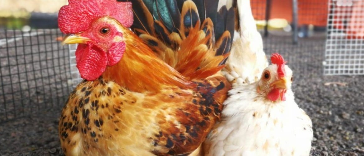Почему дохнут цыплята и куры: как определить причину и что делать