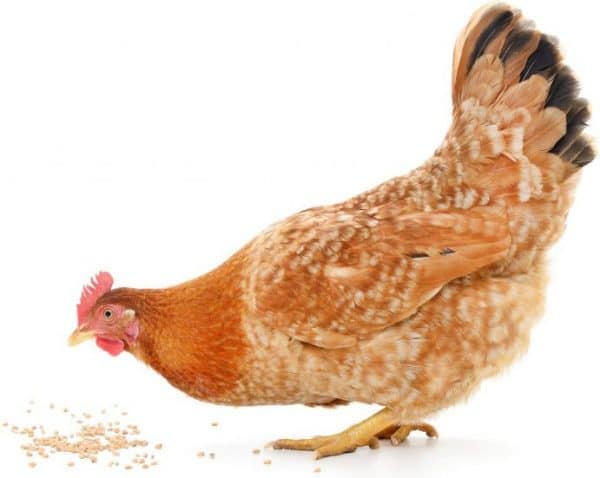 Причин гибели кур, особенно цыплят, много