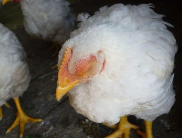 Чтобы понять, почему могут дохнуть куры или цыплята, надо знать симптомы