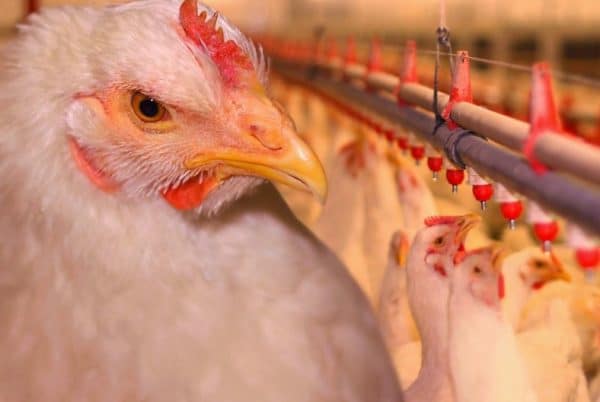 Бройлерные цыплята отличаются слабым иммунитетом