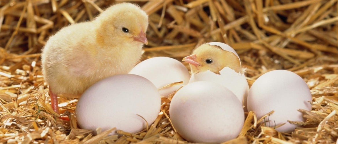 Кормление цыплят мясных и яичных пород в домашних условиях