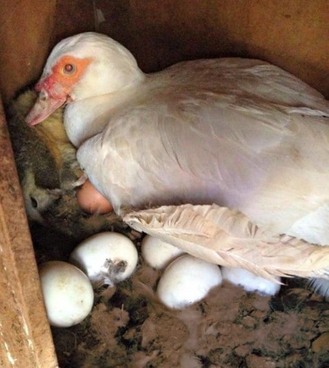 В первый месяц домашняя утка способна снести 21 яйцо