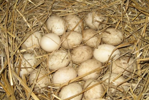 Прежде чем сделать подкладку яиц в гнездо, их необходимо подержать в темном сухом месте 5 дней