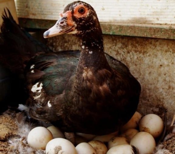 За 25-30 дней до того, как птица начнет откладывать первые яйца, ей требуется частое, полноценное питание
