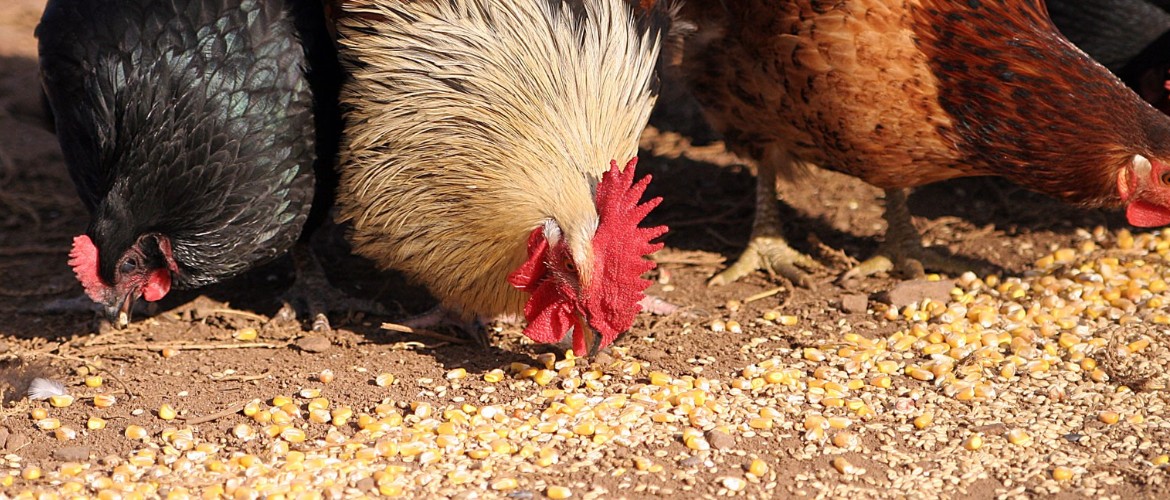 Комбикорм для цыплят: особенности выбора и приготовления