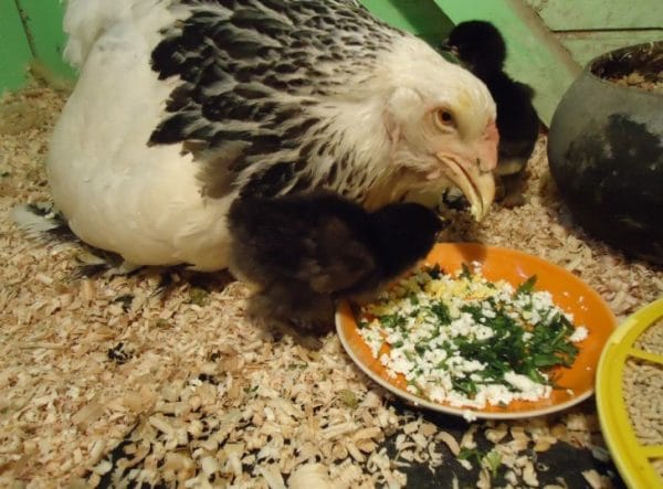 Комбикорм для цыплят яичных пород – приготовление в домашних условиях, видео