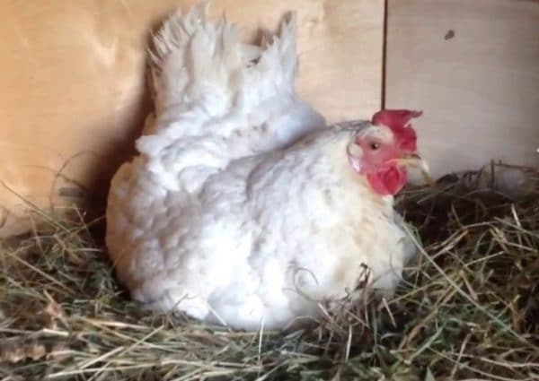как отучить курицу от насиживания яиц