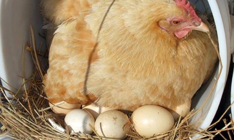 Когда куры садятся на яйца