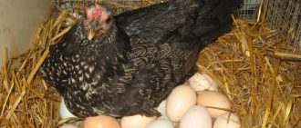 Сколько курица высиживает яйца: готовим гнездо, выбираем наседку и яйца