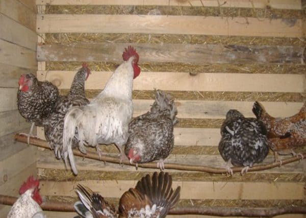 Общими симптомами заболевания у курицы являются неопрятный, больной вид, синюшность гребня, присутствие в помёте глистов и их яиц