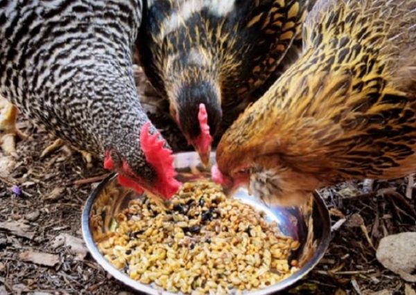 Введение в рацион сельскохозяйственной птицы кормовых дрожжей помогает обогатить корм белком
