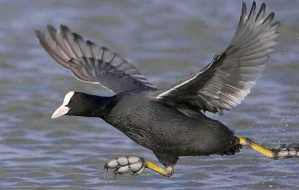 Водоплавающая птица черная с белым клювом: черный селезень