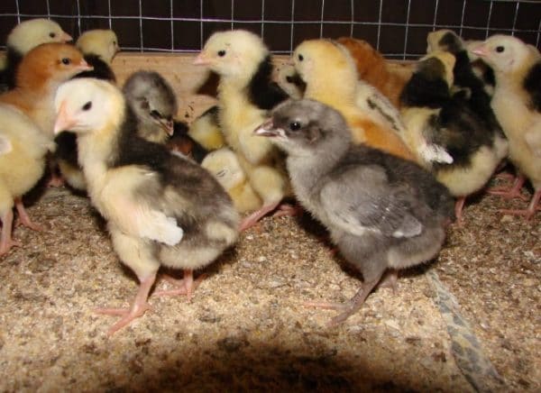 Купить цыплят можно на птицефабрике