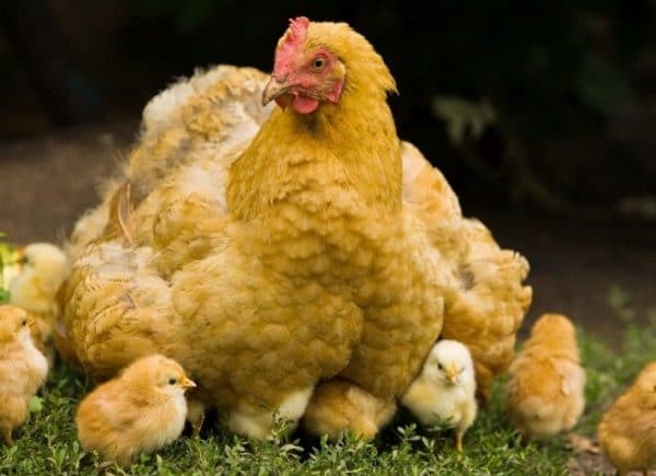 Во многих хозяйствах фермеры предпочитают выводить цыплят сами.
