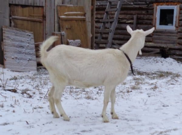 Сколько ходит беременная коза: особенности беременности коз