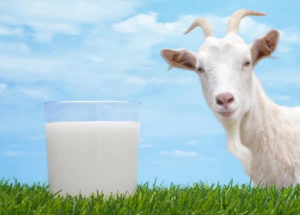 какое молоко жирнее коровье или козье молоко