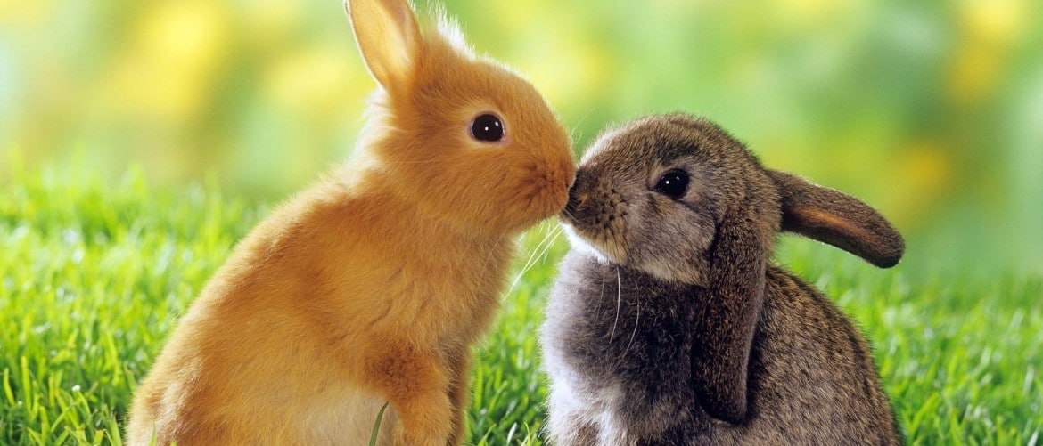 О спаривании кроликов: в каком возрасте, как размножаются, как случать правильно