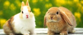 Чем лечить мокрицу у кроликов в домашних условиях