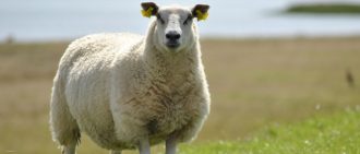 Как правильно выращивать овец в домашних условиях?