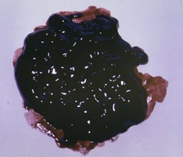 Темно-коричневую или черную окраску помету придает переварившаяся кровь