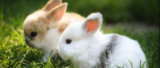 Можно ли кормить декоративных кроликов кукурузой
