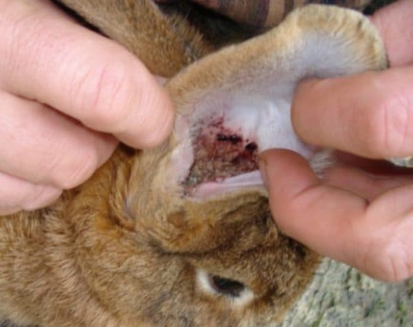 При обнаружении клеща необходимо избавить кролика от зуда, так как расчесывание ушей не только содействует распространению клеща, но и доставляет животному сильное неудобство