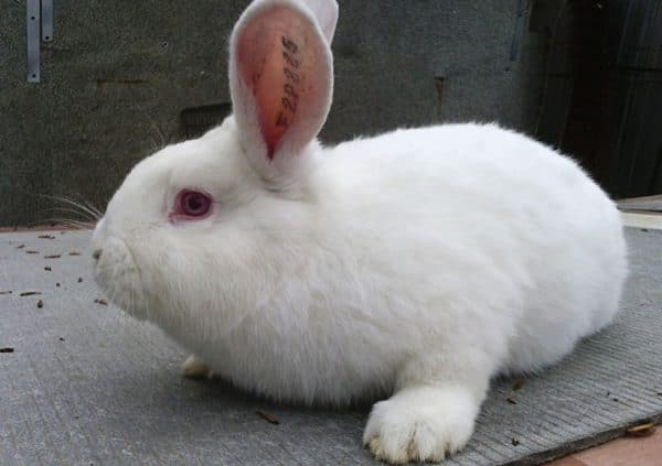Чем кормить кроликов для быстрого роста и веса: что лучше для набора, стимуляторы