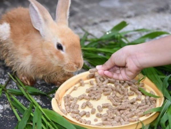 Как выращивать кроликов в домашних условиях на мясо?