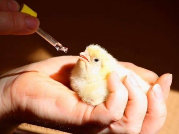 Витамины для молодых цыплят в первые дни жизни играют очень важную роль