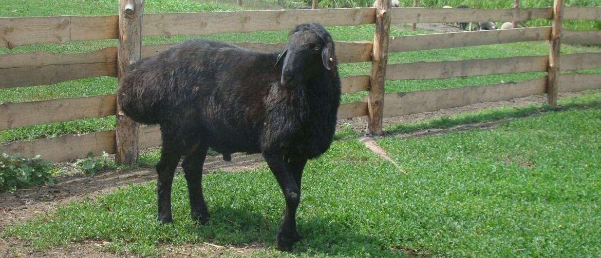 Эдильбаевская порода овец особенности ухода