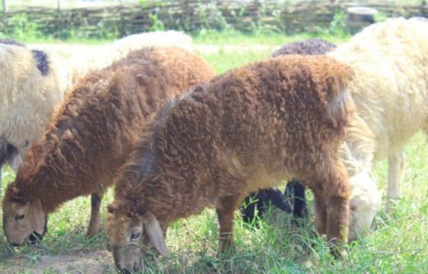 Эдильбаевские овцы неприхотливы