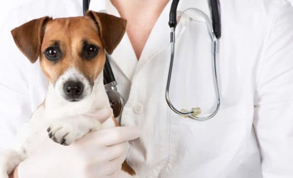 Перед применением лекарства необходимо проконсультироваться с ветеринаром