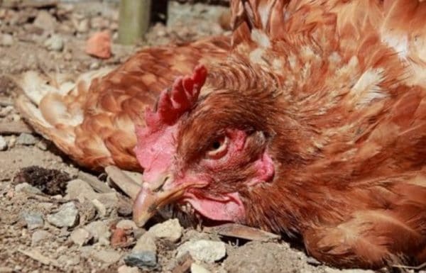 Болезнь Ньюкасла — это вирусное заболевание, которое поражает птиц