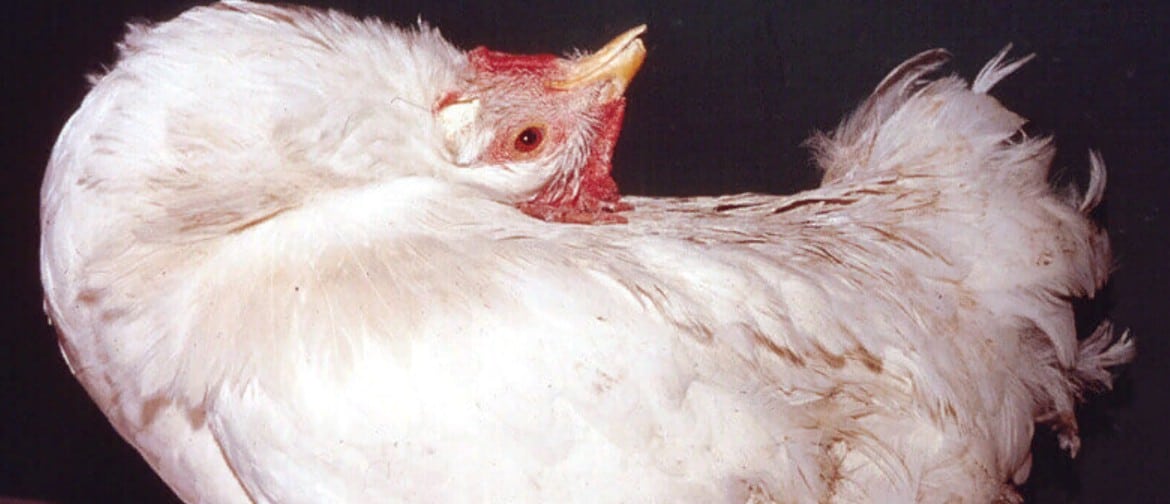 Болезнь марека цыплят бройлеров симптомы и лечение thumbnail