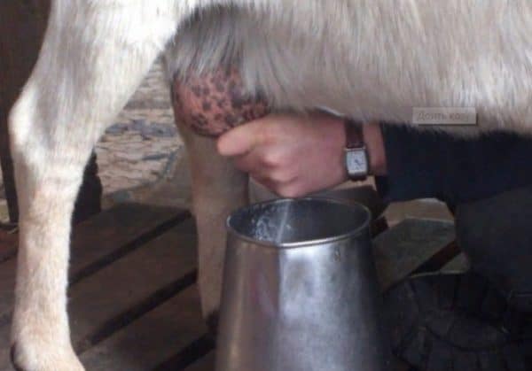 Дойные козы будут давать больше питательного молока, если их помимо полного выдаивания еще поддаивать раза три-четыре