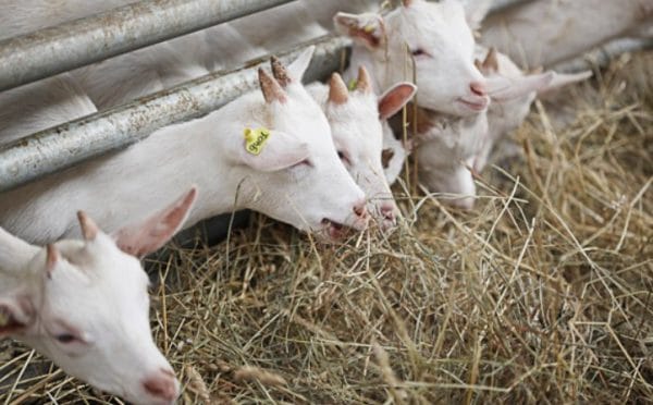 При кормлении некачественным кормом проблемы со здоровьем у козы могут значительно ухудшить продуктивность