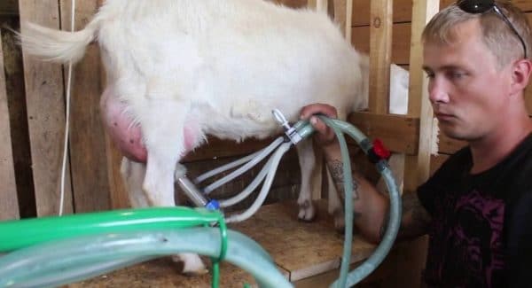 При большем числе голов в стаде нужен ручной или механический доильный аппарат для коз