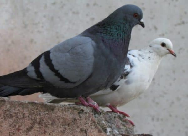 Как долго живут голуби – зависит от разновидности этих птиц