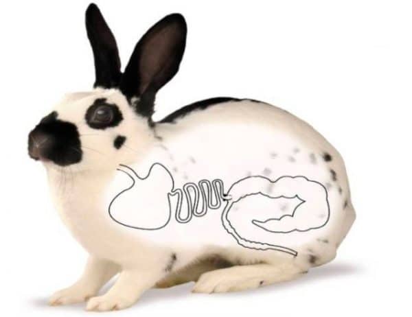Чем лечить вздутие живота у кроликов понос thumbnail