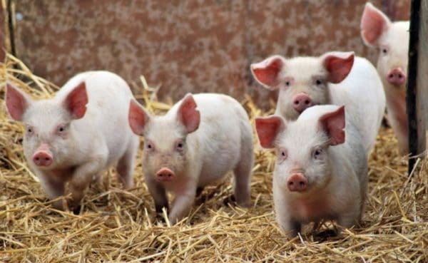 Нормальная температура у свиней: способы измерения