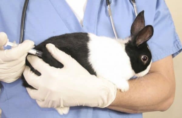 Взрослым кроликам инъекцию делают внутримышечно в бедро
