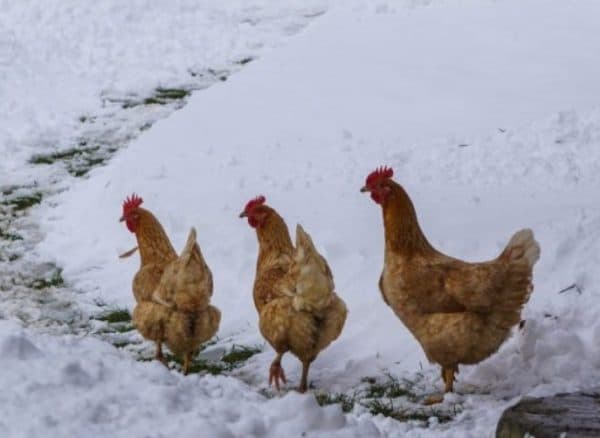 Жизнеспособность поголовья поддерживается определенной температурой внутри птичника в зимние морозы